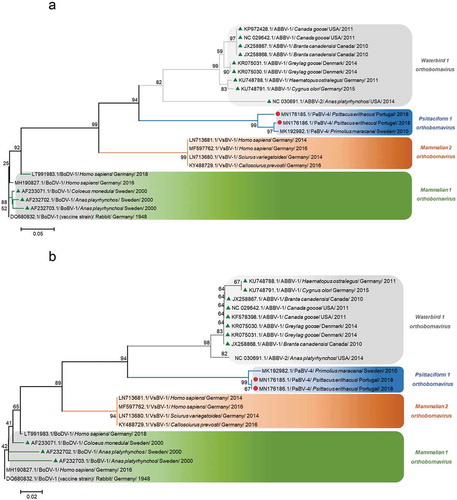 Figure 6. Phylogenetic relationships between PaBV-4 genotypes identified in the present study and bornaviruses detected in mammalian and in wild birds, based on N gene (a) and on N protein (b). The evolutionary history was inferred using the Neighbor-Joining method [Citation21]. The confidence probability (multiplied by 100) was estimated using the bootstrap test (1000 replicates) and is shown next to the branches [Citation22,Citation23]. Both trees were drawn to scale, with branch lengths in the same units as those of the evolutionary distances used to infer the phylogenetic tree. Both trees were rooted with a vaccine strain (accession nº DQ680832.1). Evolutionary analyses were conducted in MEGA7 [Citation20]. (a) The evolutionary distances were computed using the Kimura two-parameter method [Citation24] and are in the units of the number of base substitutions per site. The analysis involved 23 nucleotide sequences. All positions containing gaps and missing data were eliminated. There were a total of 215 positions in the final dataset. (b) The evolutionary distances were computed using the Poisson correction method [Citation25] and are in the units of the number of amino acid substitutions per site. The analysis involved 23 amino acid sequences. All positions containing gaps and missing data were eliminated. There were a total of 71 positions in the final dataset. Sequences identified by GenBank® accession numbers, abbreviation name of virus and its hosts, year and geographic origin of sampling. ABBV-1 = aquatic bird bornavirus 1, ABBV-2 = aquatic bird bornavirus 2, BoDV-1 = Borna disease virus 1, PaBV-4 = parrot bornavirus 4, VSBV-1 = variegated squirrel bornavirus 1. The sequences marked with a circle were produced during this study and triangles marked nucleotide sequences identified from samples of wild birds.