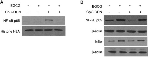 Figure 8 EGCG sequesters NF-κB p65 subunit in the cytosol.Notes: DU145 cells were transfected with CpG-ODN (1 μM) for 1 hour with or without EGCG pretreatment (40 μg/ml) for 24 hours. Levels of NF-κB p65 subunit in the (A) nuclear extract normalized to histone H2A or (B) cytosol normalized to β-actin levels was determined by immunoblot analysis and compared to levels of inhibitory subunit IκBα.Abbreviations: CpG-ODN, CpG oligodeoxynucleotides; EGCG, epigallocatechin-3-gallate; NF-κB, nuclear factor kappa-light-chain-enhancer of activated B cells.
