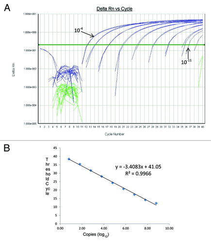 Figure 1. (A) Amplification curves of 10-fold dilutions of PCV-1 positive control standards and (B) the linear relationship between threshold cycle (C) and log of copy number. Serial 10-fold dilutions were made using PCV-1 ssDNA oligonucleotide positive control standards. Dilutions used ranged from 10−3 to 10−11, corresponding to 6.3 × 107 to 6 copies/reaction, are included. The regression line and slope of the Ct value vs. log copy number graph were used for calculation of assay efficiency.