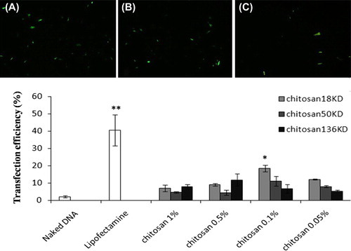 Figure 5. Human MSC transfection with chitosan/pDNA nanoparticles. Transfected cells appear green as visualized by fluorescent microscope. (A) Commercial lipofectamine group. (B) Nanoparticle group (18 KD chitosan/pDNA at 0.1% concentration). (C) Naked DNA (original magnification: 10x). (D) Commercial lipofectamine tended to yield better transfection than nanoparticles. **p < 0.01. Nanoparticles produced significantly more transfection than naked DNA. Comparatively, nanoparticles formed by 18 KD chitosan at the 0.1% concentration tended to have more transfection efficacy than the other studied nanoparticles. *significant difference (p < 0.01).