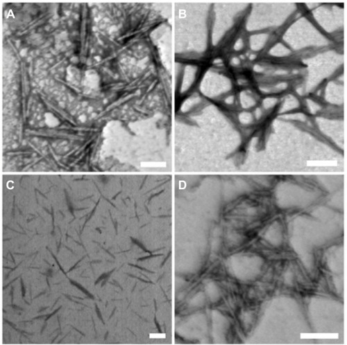 Figure 2 STEM images of unmodified and modified CNCs: (A) unmodified CNCs, (B) CNCs-AMINE, (C) CNCs-poly(NIPAAm), and (D) CNCs-poly(APMA).