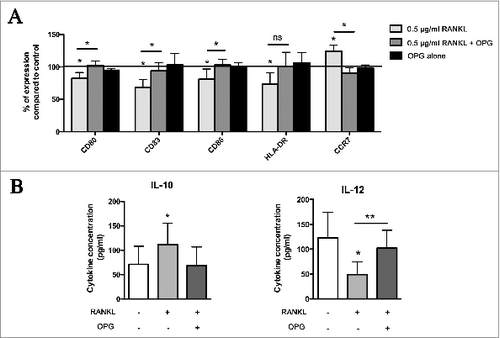 Figure 4. OPG inhibits RANKL effect on DC. (A) OPG restores the phenotype of DC cultured in the presence of RANKL. DC were cultured either alone or in the presence of OPG alone, human recombinant RANKL (0.5 μg/mL) or RANKL and OPG. At day 6, DC were stimulated by LPS for 24 h. The expression of DC maturation markers (CD80, CD83, CD86, HLA-DR, and CCR7) was assessed by flow cytometry. Data were normalized to control DC (= 100%). Data are from five different experiments and mean values are shown as percentages of positive cells ± standard deviation (*P < 0.05). (B) IL-10 and IL-12 production by control DC and DC cultured with RANKL (0.5 μg/mL) or with RANKL and OPG. Data are from eight different experiments and mean values are shown as cytokine concentration (pg/mL) ± standard deviation (*P < 0.05). ns: not significant; OPG: osteoprotegerin.