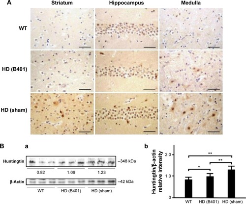 Figure 4 Huntingtin aggregations in the brain tissue of R6/2 (HD) mice were reduced under oral B401 treatment.