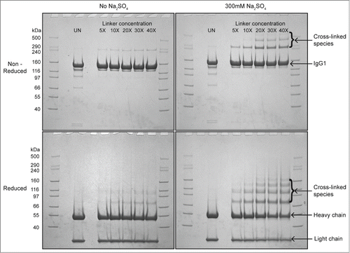 Figure 2. Cross-linking and SDS-PAGE analysis of reversible self-association (RSA) of mAb-C under different solution conditions. The mAb-C samples were prepared in 40 mM potassium phosphate buffer (pH 7) in the presence and absence of 0.3 M Na2SO4. The lane in each panel marked “UN” represents a mAb-C control with no added cross-linker. The first and last lane of each gel contains molecular weight standards. The masses are denoted on the left side gels. Subsequent lanes show the extent of mAb-C cross-linking in the presence of increasing molar ratio of BS2G cross-linker. Top-left panel, non-reduced SDS-PAGE gel showing cross-linking of mAb-C in the absence of Na2SO4. Top-right panel, non-reduced gel showing cross-linking of mAb-C in the presence of 300 mM Na2SO4. Bottom-left panel, reduced SDS-PAGE gel showing mAb-C in the absence of Na2SO4. Bottom-right panel, reduced gel of mAb-C in the presence of 300 mM Na2SO4. Cross-linking reactions were carried out at 4°C.