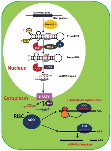 Figure 1. The model of miRNA biogenesis and functions in plants. RNA polymerase II (RNA Pol II), primary transcripts (pri-miRNAs), stem-loop precursor miRNAs (Pre-miRNAs), DICER-LIKE-1 RNase III endonucleases (DCL1), double-stranded RNA (dsRNA) binding protein, HYPONASTIC LEAVES1 (HYL1), C2H2-zinc finger protein SERRATE (SE), s-adenosyl methionine-dependent methyltransferase HUA ENHANCER 1 (HEN1), exportin-5 homology protein (HASTY), small RNA degrading nuclease (SDN) class of exonucleases, RNA induced silencing complex (RISC), argonaute family protein (AGO1).
