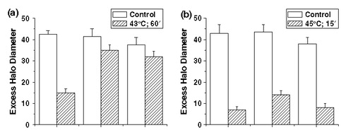 Figure 7. The effect of heating at 43°C (a) and at 45° (b) prior to irradiation on the inhibition of DNA super-coil rewinding in nucleoids from HA-1, HR-1 and OC-14 cells. The excess halo diameter (EHD) after 8 Gy of irradiation of non-heated and heated cells from each cell line was computed by adding the halo diameters measured at 15, 20, 35 and 50 µg of PI from control cells and subtracting this value from the equivalent sum from the irradiated cells. The data represents the average of three independent experiments ±1 SEM.