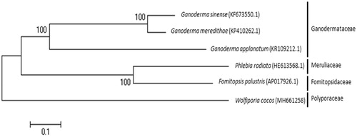 Figure 1. ML phylogenetic tree of the of W. cocos and five available mitochondrial sequences in Polypolales. Bootstrap values (1000 replicates) are shown at the nodes.