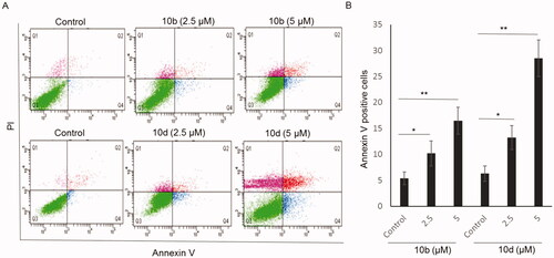 Figure 7. Apoptotic effect of compounds 10b and 10d on A549 cells. (A) Representative cytograms of apoptotic A549 cells stimulated with 0 (control), 2.5 or 5 μM 10b or 10d, for 24 h. The lower-right (annexin V + PI- cells) and the upper-right (annexin V + PI + cells) quadrants show early and late apoptotic cells, and the lower-left (annexin V-PI- cells) and the upper-left (annexin V-PI- cells) quadrants represent viable and necrotic cells, respectively. (B) Quantification of annexin V-positive apoptotic cells upon stimulation with 10b or 10d. The values are the means ± SEM of three different experiments. *p < 0.05 and *p < 0.01 indicate significant differences compared with control.