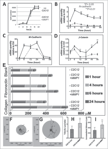 Figure 2. Migration assays. Those MMP1 genetic engineered C2C12 myoblasts and control C2C12 myoblasts have similar growth curve (A). Our qRT-PCR results indicated MMP1 transfer could activate migration related genes in target myoblasts; e.g. N-cadherin (B), M-cadherin (C), and β-catenin (D). An artificially cell wound model was used to identify the cell migrations as we presented before. Results in this study indicated MMP1 gene transfer accelerated migration distance of genetic myoblasts at various time periods (1, 4, 6 and 24 hrs) as well as within different conditional flasks (blanked or coated with fibronectin and collagen type I) (E). The living cell image data indicated the MMP1 genetic engineered C2C12 myoblasts (G) have greater migration speed (H) and distance (I) compare to control C2C12 myoblasts (F, H, and I). (A–D) The dotted lines correspond to control C2C12 myoblasts, and the continuous lines correspond with MMP1 transferred C2C12 myoblasts). (*P < 0.05, or **P < .01).