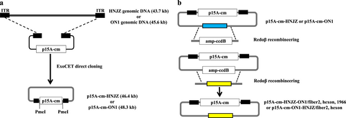 Fig. 1 Construction of the fowl adenovirus 4 HNJZ/ON1 (FAdV-4 HNJZ/ON1) infectious clone by ExoCET direct cloning and generation of recombinant HNJZ/ON1 mutant viruses.a Direct cloning of the whole genomes of a highly pathogenic FAdV-4 isolate CH/HNJZ/2015 and a nonpathogenic strain ON1 into p15A-cm vectors using the ExoCET (Exonuclease Combined with RecET) method. ITR, inverted terminal repeat. b Generation of fiber2, hexon, and 1966-bp fragment-replaced mutant/recombinant viruses. Redαβ recombineering and ccdB counter-selection were used to seamlessly replace the fiber-2 and hexon genes and the 1966-bp deletion region of HNJZ in p15A-cm-HNJZ with their ON1counterparts and the fiber2 and hexon genes of ON1 in p15A-cm-ON1 with their HNJZ counterparts