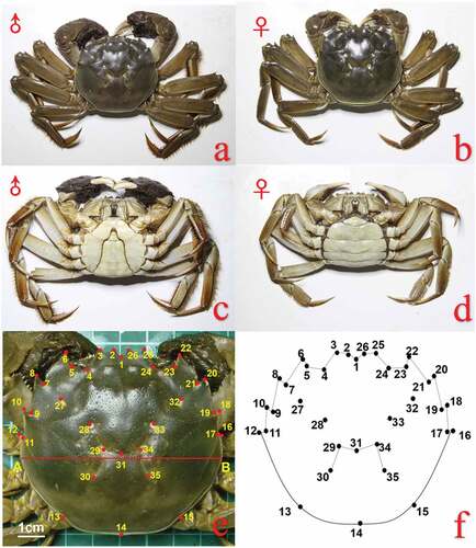 Figure 1. Schematic diagram of E. sinensis; Carapaces of a. male and b. female crabs; Abdomens of c. male and d. female crabs. e. Map of landmarks on the carapace of E. sinensis and schematic diagram of the scaling standard. A and B are the widest parts of the carapace. f. Map of landmarks on the carapace of E. sinensis.