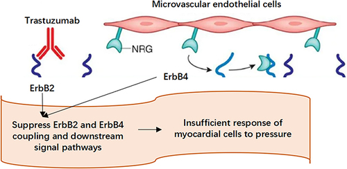 Figure 3 Schematic diagram of cardiac toxicity caused by trastuzumab.