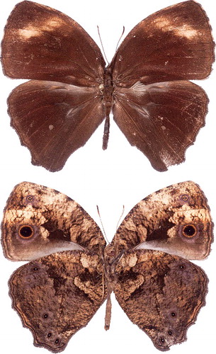 Fig. 5. Holotype of Bicyclus collinsi sp. nov. Aduse-Poku.