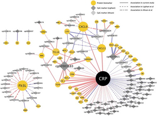 Figure 3. Network of associations between DNA methylation, CRP, and other protein biomarkers. Associations were estimated with mixed models, adjusted for age, sex, case-control status, BMI, smoking status, and technical covariates. Node size corresponds to number of associations (edges). Edge size corresponds to association strength measured as contribution to explained CpG methylation variance by adding the protein biomarker to the model. Edge color represents direction of association, red = positive, blue = negative association. Full network showing all Ligthart et al. [Citation9] CRP-associated CpG sites and Ahsan et al. [Citation10] protein-associated CpG sites available in the study, and all other associations with P < 0.0005 in the current study.