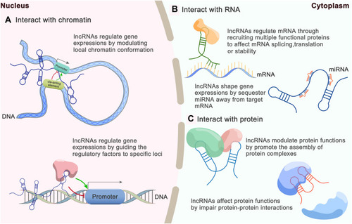 Figure 2 Brief overview of lncRNA functions based on interactions with various intracellular molecules. (A) LncRNA can interact with chromatin. (B) LncRNA can interact with mRNA and miRNA. (C) LncRNA can interact with protein.