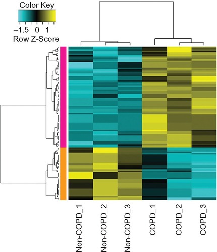 Figure 1 Heat-map results of the differentially expressed genes between samples of alveolar epithelial type II cells from lung tissues of COPD patients and normal controls. The left column with orange color represents the downregulated genes in COPD patients and the left column with pink color represents the upregulated genes in COPD. The colors in the microarray results represent fold change in each sample, with yellow indicating upregulated genes, blue indicating downregulated genes, and black indicating median-expressed genes.