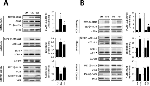 Figure 5. The upregulation of autophagy associated to GCN2 activation can occur without decreasing the phosphorylation level of either [S757]-ULK1 or [T389]-S6K1. Immunoblot analyses of total protein extracts from WT MEFs exposed for 1 h to the Ctr, -Leu or lysine-devoid (-Lys) medium (A) or L-histidinol-containing- (Hol, 4 mM) medium (B). In each case, representative immunoblots and relative quantifications of P-[S278]-ATG16L1 to GAPDH, LC3-II to LC3-I and P-[S757]-ULK1 to ULK1 are given (three independent experiments). Bar values are mean ± SEM (*, p < 0.05 relative to Ctr, Student’s t-test).