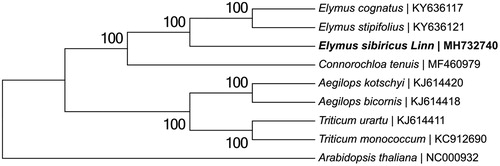 Figure 1. Neighbor-Joining tree based on the complete chloroplast genome sequences of Elymus sibiricus Linn and related taxa within the Gramineae. The numbers on the branches are bootstrap values. The accession number of GenBank for each species is list in figure.