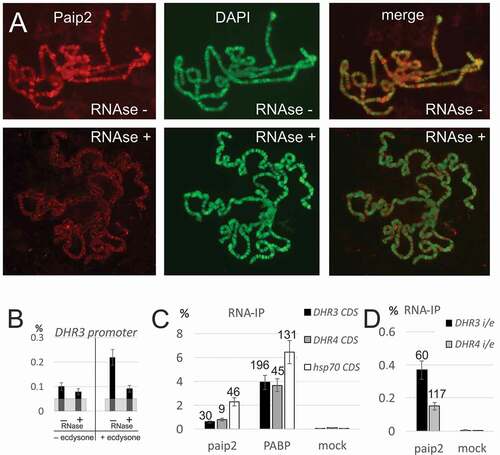 Figure 4. Paip2 is associated with RNA in the nucleus.(a) Immunostaining of polytene chromosomes with antibodies against Paip2 and DAPI counterstaining without and after RNase treatment. (b) ChIP analysis of Paip2 levels in the DHR3 promoter region before and after induction by ecdysone and without and with RNase treatment. Designations are as in Figure 3C. (c, d) RNA immunoprecipitation (RIP) from lysate of S2 cells with antibodies against Paip2 and PABP and with empty beads (mock). The cells were either treated with ecdysone (DHR3 and DHR4 transcripts) or heat shock (hsp70 transcript). Primers for detecting transcripts were located in one exon within the coding region of the corresponding gene (C) or on both sides of the intron/exon boundary of the gene in order to detect nascent transcripts (D). RIP signals are given as percentage of input, enrichment of RNA relative to corresponding mock is indicated above the bars.
