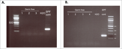 Figure 2. PCR analysis of 16s rRNA from baseline fecal samples. Prior to fecal transfer, pooled fecal samples were collected from each isopositive cage and tested for the presence of bacteria by 16s rRNA PCR. (A) Samples from the first study testing fecal transfer stability. (B) Samples from the second study using samples from donors fed a control or high vitamin D diet. Each lane represents a pooled sample from each isopositive cage; H2O, negative control; SPF cont, DNA from feces of animals housed in the SPF facility.