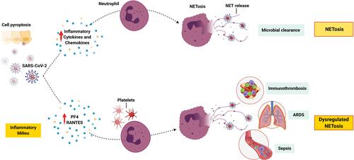 Figure 1 NETosis in severe Covid-19. SARS-CoV-2 infection and pyroptosis triggers the release of inflammatory cytokines and chemokines, which leads to the recruitment of neutrophils and other immune cells. Activation of neutrophils triggers NETosis, and the release of NETs to trap and kill the virus. However, a dysregulation in this process might lead to an increase in PF4 and RANTES, both of which are known to trigger NETosis. Activated platelets play a major role in NET-mediated tissue damage, and pathogenic immunothrombosis. In addition, NETosis contributes towards sepsis and ARDS.Note: This figure was created with BioRender.com.