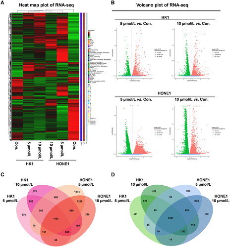 Figure 12. Filtering of differentially expressed genes (DEGs). HK1 and HONE1 cells were treated with 5 and 10 μmol/L garcinone E for 24 h. Heat maps (A) and Volcano plots (B) of DEGs. Venn diagrams of upregulated genes (C) and downregulated genes (D).