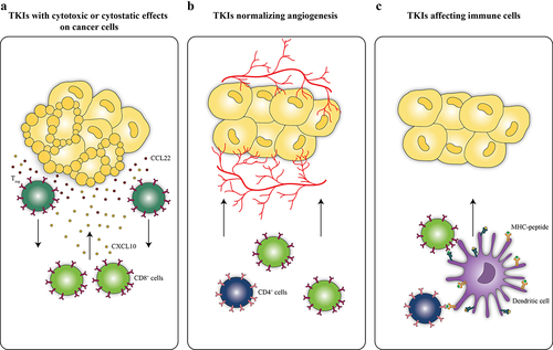 Figure 1. Functional TKI categories. Tyrosine kinase inhibitors (TKIs) can be functionally categorized into agents with cytotoxic or cytostatic effects on cancer cells leading to the establishment of chemokine gradients and improving the elimination of tumors by CD8+ cytotoxic T lymphocytes (CTLs) (A). TKIs from the second category are endowed with angiogenesis normalizing effects and favor immune cell migration toward tumors (B). The third category of TKIs encompasses inhibitors originally developed to target hematological cancers that have been found to also activate immune cells such as dendritic cells and CTLs (C).