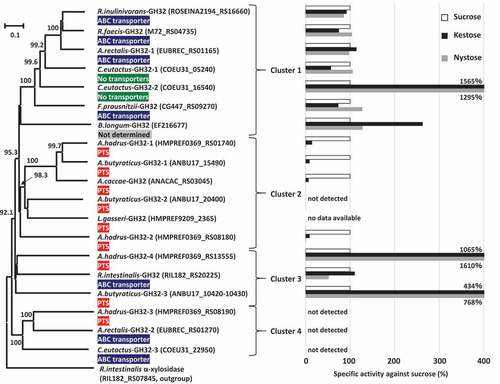 Figure 5. Phylogenetic relationships of GH32 enzymes found in butyrate-producing bacteria, and their relative specific activities with kestose and nystose against sucrose. Locus tags of each protein are shown in parenthesis and transporters adjacent to each GH32 protein are supplied. Extracellular GH32 enzymes (A.hadrus-GH32-4 and A.butyraticus-GH32-3) were expressed using a surface display system on E. coli cells, and whole cells of the transformed E. coli were included to assess the activities of the GH32 enzymes on sucrose, kestose, and nystose. For intracellular GH32 enzymes, cell-free extracts prepared from the transformed E. coli strains were used to assess the activities. Relative specific activities (%) of recombinant GH32 enzymes with kestose and nystose against sucrose are shown. For A.butyraticus-GH32-3, specific activities by the fused enzyme (ANBU17_10420 and ANBU17_10430) are shown, and those by the partial A.butyraticus-GH32-3 (ANBU17_10420) were unable to be assessed because of the lack of activity with sucrose. B.longum-GH32 and L.gasseri-GH32, originating from B. longum KN29.1 and L. gasseri 224–1, respectively, were included as reference proteins, and a possible transporter for B.longum-GH32 was unable to be identified due to the unavailability of genome data for B. longum KN29.1. Specific activities for B.longum-GH32 and A.caccae-GH32 were obtained from previous reports.Citation32,Citation33 α-Xylosidase in Roseburia intestinalis (RIL182_RS07845) was used as an outgroup. Bootstrap percentages above 70% are given at branching points