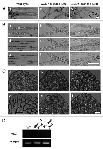 Figure 1. The inheritance of the DNAi-induced NEO1 phenotype over generations. (A) Red light-induced phototropism in the protonemata of wild type (a), the 2nd generation (b), and the 3rd generation (c) of a NEO1 silenced line. The protonemata were cultured for 10 d under unilateral red light (10.7 µmol m−2 s−1) from the right-hand side. Scale bar: 100 µm. (B) Chloroplast relocation movement in the protonemata of wild type (a, d, and g), the 2nd (b, e, and h) and 3rd (c, f, and i) generations of NEO1 silenced lines. Protonemata, precultured under a weak white light (20~30 µmol m−2 s−1, a, b, and c), were irradiated horizontally for 5 h with a vertically vibrating red (d, e, and f) or blue (g, h, and i) polarized light (red = 10.7 µmol m−2 s−1, blue = 6.2 µmol m−2 s−1). Bar: 100 µm. (C) Chloroplast relocation movements in the prothalli of wild type (a and d), the 2nd (b and e) and 3rd (c and f) generations of the NEO1 silenced lines. The chloroplast movement was induced by irradiation with a low fluence-rate white light (20~30 µmol m−2 s−1, a, b, and c) from above and then a vertically vibrating polarized red light (10.7 µmol m−2 s−1, d, e, and f) horizontally for 5 h. Bar: 50 μm. (D) The gene expression analysis of NEO1 in NEO1-silenced lines by RT-PCR. Total RNA was prepared from the prothalli of wild type and NEO1-silenced lines of the 2nd and 3rd generations. PHOT2 was used as an amplification control.