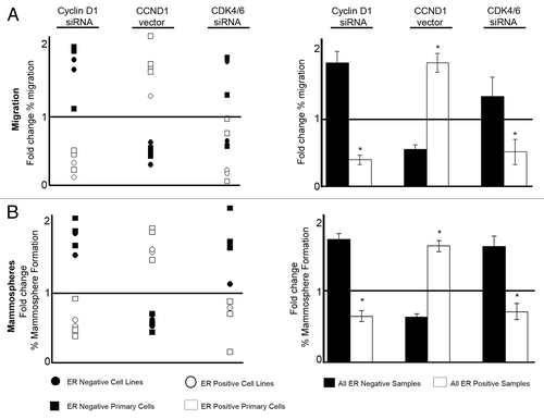 Figure 4. Summary of effects on cell migration and mammosphere formation resulting from cell cycle modulation in breast cancer lines and primary human breast cancer cells. (A) Summary of migration data plotted as mean fold change compared with corresponding control treatment. Left panel indicates data from both cell lines and primary samples, whereas the right panel summarizes the combined effects on migration according to ER status, with ± SEM (B) Summary of mammosphere data plotted as mean fold change compared with corresponding control treatment. Left panel indicates data from both cell lines and primary samples whereas the right panel summarizes the combined effects on mammosphere formation according to ER status, with ± SEM. Horizontal line at a value of y = 1 indicates no fold change. Controls were compared with each treatment to generate P values using a two-sided t test assuming equal variance. *Indicates significance, P < 0.05.