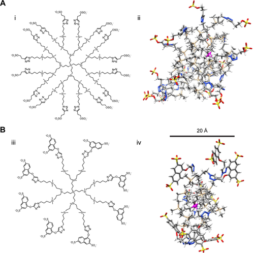 Figure S1 Structure of polyanionic carbosilane dendrimers.Notes: (A) (i) Third-generation G3-S16, with 16 sulfated end groups. C256H508N48Na16O64S16Si29; MW: 6,978.41 g/mol. (ii) Computer model of G3-S16 equilibrated in salt water. (B) (iii) Second-generation G2-NF16, with 16 naphthylsulfonated end groups. C184H244N24Na16O56S16Si13; MW: 4,934.02 g/mol. (iv) Model of G2-NF16 dendrimer equilibrated in salt water. The dendrimer Si core atom is colored in magenta. The color coding for all remaining atoms is C – gray, O – red, Si – beige, and S – yellow.Abbreviation: MW, molecular weight.