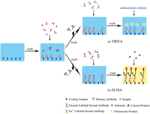 Figure 2. Schematic diagram of ic-ELISA and ic-TRFIA for nitrofurans detection.