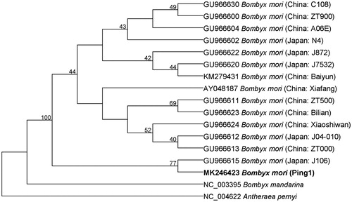 Figure 1. Maximum-likelihood phylogenetic tree based on mitochondrial genome sequences. The bootstrap values with 1000 replicates are indicated at the nodes. Antheraea pernyi and Bombyx mandarina were used as outgroups. GenBank accession numbers of each species were listed in the tree.