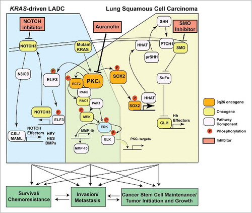 Figure 1. PKCι drives both common and lineage-specific oncogenic pathways in lung cancer. In KRAS-driven lung adenocarcinoma (KRAS-driven LADC) PKCι acts as a critical downstream KRAS effector, activating a novel PKCι-ELF3-NOTCH3 signaling axis that establishes and maintains a KRAS-driven LADC TIC phenotype. In lung squamous cell carcinoma (LSCC) harboring 3q26 amplification, the 3q26 genes PRKCI, SOX2, and ECT2 are coordinately amplified and overexpressed, leading to lineage-specific activation of a PKCι-SOX2-HHAT signaling axis. This pathway drives a Hedgehog-dependent LSCC tumor-initiating cell (TIC) phenotype characterized by highly aggressive tumorigenic and invasive behavior and enhanced survival and chemoresistance. The PKCι gene target GLI1 is a major effector of this pathway. PKCι also activates a PKCι-ECT2-RAC1-MEK-ERK signaling pathway that drives transformed growth and invasion of both KRAS LADC and LSCC cells. The PKCι target matrix metalloproteinase 10 (MMP10) is a major effector of this pathway. The PKCι inhibitor auranofin exhibits antitumor activity against both LSCC and KRAS-driven LADC, and exhibits lineage-specific synergistic activity when combined with a NOTCH inhibitor in KRAS-driven LADC and a SMO inhibitor in LSCC.