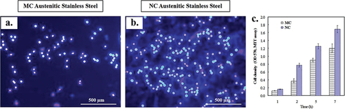 Figure 2. Fluorescence microscopy of fibroblasts nuclei with Hoechst 33,258 after 24 h culture. (a) MC and (b) NC surfaces. NC surface shows higher cell density (b) compared to MC (a) surface. (c) Histograms showing higher initial cell density and viability of fibroblasts on the NC surface using MTT assay [Citation7–9].