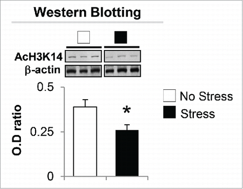 Figure 6. Immunoblot analysis shows a decrease in the protein level of AcH3K14 in the hippocampus of gestational-stress offspring. Data are presented as mean ± SEM of 10 mice for each group. * P < 0.05 (Student t-test) vs. non-stress offspring.