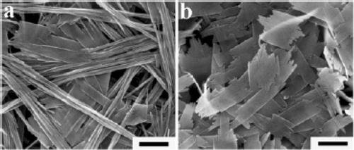 Figure 17. SEM images (a, b) of CuO nanoplatelets obtained by thermal dehydration of the Cu(OH)2 nanowires prepared via the KOH/NH3 route immediately after the addition of the KOH and ammonia solutions: (a) 30°C; (b) 50°C. Scale bars: 500 nm Citation38.