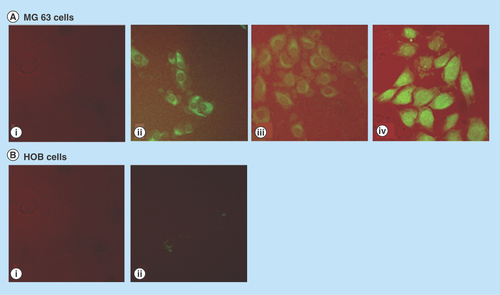 Figure 5.  IMA-delivered curcumin uptake in bone cells; 20 μM IMAs (I) and IMA-loaded curcumin (II–IV) were exposed to MG63 osteosarcoma cells and normal human osteoblasts (HOB) for 30 min (I, II); 1 h (III) and 2 h (IV). No fluorescence was observed in HOB at 1 and 2 h.HOB: Human osteoblast; IMA: Invertible micellar polymer nanoassembly.