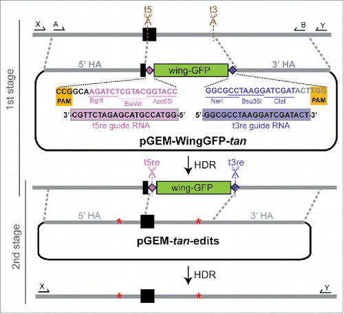 Figure 2. Schematic of marker-assisted, 2-stage allele swap within the D. americana tan transgene in D. melanogaster. In stage 1, the 3′ end of the first exon (black rectangle) and a portion of the first intron of D. americana tan were excised by cleavage at the t5 (antisense direction) and t3 sgRNA target sites shown in brown. In the donor plasmid used to repair this region, pGEM-WingGFP-tan, the PAM sites (highlighted in yellow) and 3 PAM-proximal nucleotides at each target site contain sequence from the native target site, but the remaining 17 nucleotides of each sgRNA target sequence have been edited to differ from the D. americana tan sequence. These edited sequences serve as new, unique CRISPR target sites for reporter excision, and are labeled as t5re and t3re (“re” for “reporter excision”). These t5re and t3re target sites are not recognized by the sgRNA-Cas9 complexes targeting sites t5 and t3, thus preventing cleavage of pGEM-WingGFP-tan or the HDR product. When the wing-GFP transformation marker was incorporated into the genome, so were these unique t5re and t3re target sites, which contain restriction sites that double as multiple cloning regions. The donor plasmid used for stage 2, pGEM-tan-edits, contained the region of the D. americana tan sequence amplified with primers shown as arrows labeled A and B, which was cloned into the pGEM T-Easy vector. Changes in the length of 2 homopolymer runs used to confirm genome modification are represented by red asterisks. sgRNAs targeting the t5re and t3re sites flanking the reporter gene were used to remove it, with the D. americana tan sequence restored from pGEM-tan-edits via HDR. Locations of PCR primers used to test flies that lost wing-GFP expression following stage 2 of the allele swap are shown with arrows labeled X and Y. Precise HDR was confirmed by Sanger sequencing the amplicon produced by these primers. For primer sequences and details about screening PCRs, see Table S1 in the supplement. Sanger sequencing chromatograms for all edited sites are shown in Figure S1.