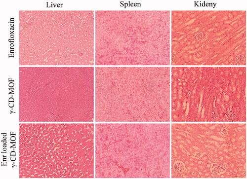 Figure 7. Hematoxylin and eosin (H&E) staining of histological sections (×10) was used to assess the toxicity of drug-loaded γ-CD-MOF toward tissues (liver, spleen and kidney).