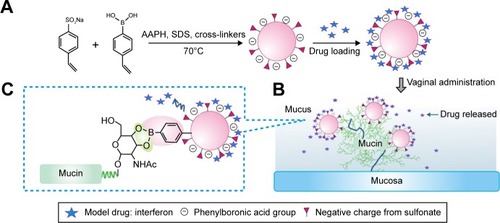 Figure 1 PBNP-S for mucoadhesive drug delivery.Notes: (A) Synthesis and protein therapeutics loading of PBNP-S. The presence of sulfate made PBNP-S negatively charged and more stable in aqueous circumstances. (B) Adherence of PBNP-S to mucin present in the mucus and on the surface of mucosa after intravaginal administration. (C) Mucoadhesion of PBNP-S based on the formation of reversible covalent complexes between the phenylboronic acid moiety on the PBNP-S and vicinal diols in the mucin molecules.Abbreviations: PBNP-S, sulfonate-modified phenylboronic acid-rich nanoparticles; AAPH, 2,2′-azobis(2-methylpropionamidine) dihydrochloride; SDS, sodium dodecyl sulfate.
