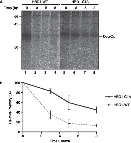 Figure 7.  A dominant negative HRD1 mutant stabilizes the opsin degron mutant. (A) The degradation of the opsin degron mutant was analysed by pulse-chase using COS-7 cells expressing the opsin degron mutant together with either wild-type human HRD1 (lanes 1–4) or the HRD1-C1A mutant (lanes 5–8) as indicated. Samples were recovered by immunoprecipitation between 0 and 8 hours after labelling, deglycosylated, and resolved by SDS-PAGE. (B) Products recovered by immunoprecipitation at different times were quantified by phosphorimaging. Three independent experiments were performed and the results are expressed graphically including the standard error of the mean.