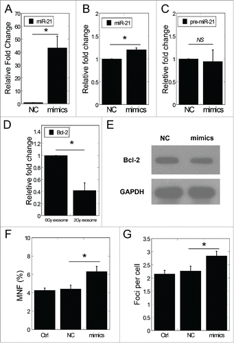 Figure 4. Exosomal miR-21 transfer induced bystander-like effects. (A) MiR-21 expression of exosomes isolated from medium of NC or miR-21 mimic transfected cells. (B) The expression of miR-21 in recipient cells treated with exosomes isolated from medium of NC or miR-21 mimic transfected cells. (C) The expression of pre-miR-21 in recipient cells treated with exosomes isolated from medium of NC or miR-21 mimic transfected cells. (D) The mRNA expression of Bcl−2 in bystander cells 24 h after co-cultured with NC or miR-21 mimic exosomes. (E) Bcl-2 protein expression by protein gel blotting assay in recipient cells 24 h after co-cultured with NC or miR-21 mimic exosomes. (F) Frequency of micronuclei (MNF) in recipient cells treated for 48 h with NC or miR-21 mimic exosomes. (G) Yields of 53BP1 foci in recipient cells treated for 2 h with NC or miR-21 mimic exosomes. Error bars represent means ± standard error of 3 biological replicates and the superscript (*) denote a significant difference between groups (P < 0.05) as determined by Student's t test.