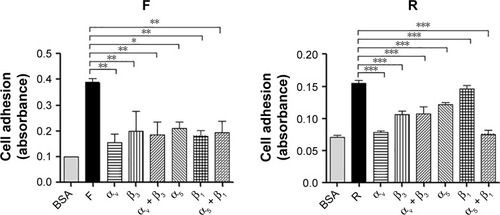 Figure 7 The RGD and the cyclic RGD motif promote HUVECs adhesion by targeting αvβ3 and α5β1 integrins, respectively.