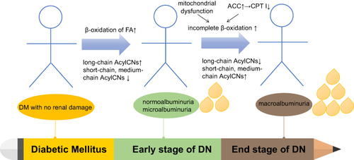 Figure 3 AcylCNs in DN.