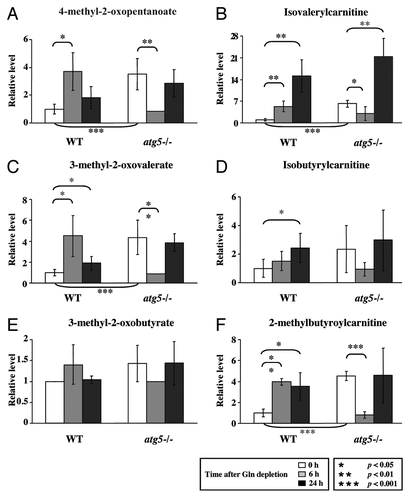 Figure 3. Glutamine withdrawal and autophagy deficiency increase BCAA catabolism. Cell preparation, relative quantification and data analyses were performed as described in Figure 2. Profiles of leucine metabolites: (A) 4-methyl-2-oxopentanoate and (B) isovalerylcarnitine; isoleucine metabolites: (C) 3-methyl-2-oxovalerate; valine metabolites: (D) isobutyrylcarnitine; (E) 3-methyl-2-oxobutyrate and (F) 2-methylbutyroylcarnitine. *p < 0.05; **p < 0.01; ***p < 0.001; Gln, glutamine; n = 15.