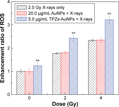 Figure S5 The enhancement ratio of ROS in HepG2 cells after X-ray irradiation in the presence of PEG-AuNPs (20.0 µg/mL) and TPZs-AuNPs (5.0 µg/mL).Note: **P<0.01 versus control group, determined by the two-tailed Student’s t-test.Abbreviations: ROS, reactive oxygen species; PEG-AuNPs, polyethylene glycol-capped gold nanoparticles; TPZs-AuNPs, thioctyl tirapazamine-modified gold nanoparticles; AuNPs, gold nanoparticles.