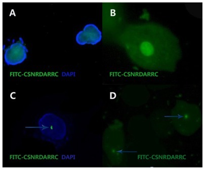 Figure 1 The FITC-CSNRDARRC ligand. (A and C) The nuclei counterstaining was achieved with DAPI. The light colored area in (B) is the nuclei. (D) DAPI was not used in the nuclei.