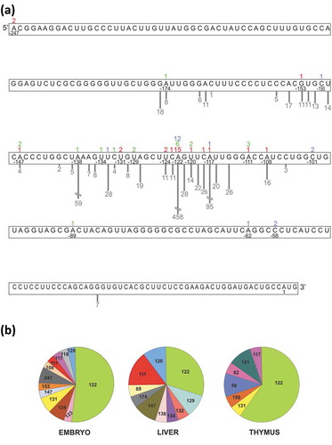 Figure 1. Schematic representation of the transcription initiation sites for mouse p53 mRNA determined experimentally, and their comparison with the data derived from massively sequenced cDNA. (a) The 5′-RACE results are displayed above the 5′-terminal sequence of p53 mRNA. The numbers correspond to the number of the identified clones, indicating also the first nucleotide of the transcript. Transcripts derived from embryos, thymus and liver are denoted in red, blue and green, respectively. Data collected in the database of transcriptional start sites for NIH3T3 cells ([Citation27]; http://dbtss.hgc.jp/) are displayed as the bars below the nucleotide sequence and grey numbers correspond to the number of reads for each sequence length in TSS-Seq. (b) The pie charts show the percentage distribution for different length 5′-UTRs from the 5ʹ-RACE data.