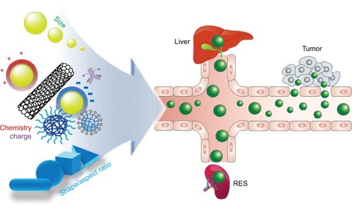 Figure 1 The effective physiochemical factors of NPs influencing biodistribution.Notes: Different physicochemical properties of NPs, such as size, materials, biochemistry (eg, surface functionalization, PEGylation, and ligand conjugation), and shape, may influence biodistribution of NPs.Abbreviations: RES, reticuloendothelial system; NPs, nanoparticles.